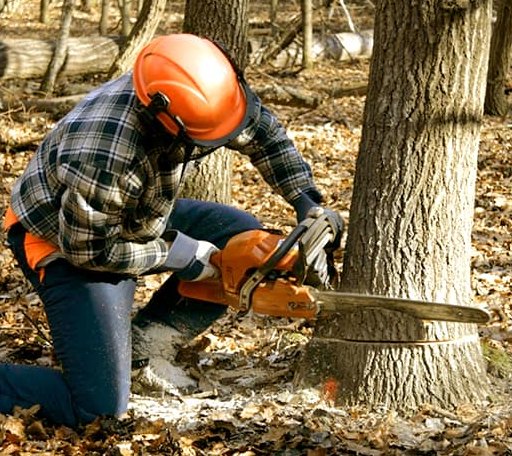 Tree Removal in Ackerman, MS
